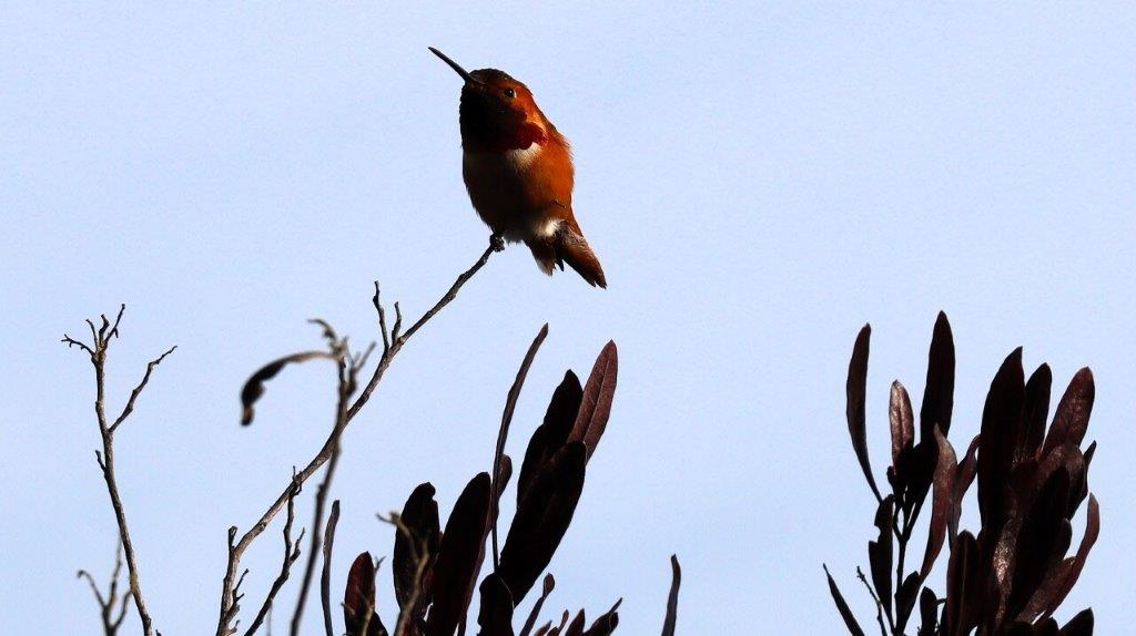 A bird sitting on a branch

AI-generated content may be incorrect.