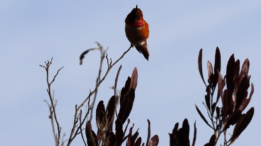 A bird sitting on a branch

AI-generated content may be incorrect.