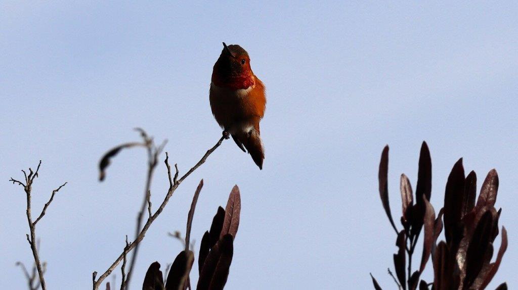 A bird perched on a branch

AI-generated content may be incorrect.