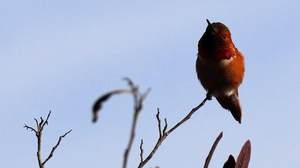 A bird sitting on a branch

AI-generated content may be incorrect.