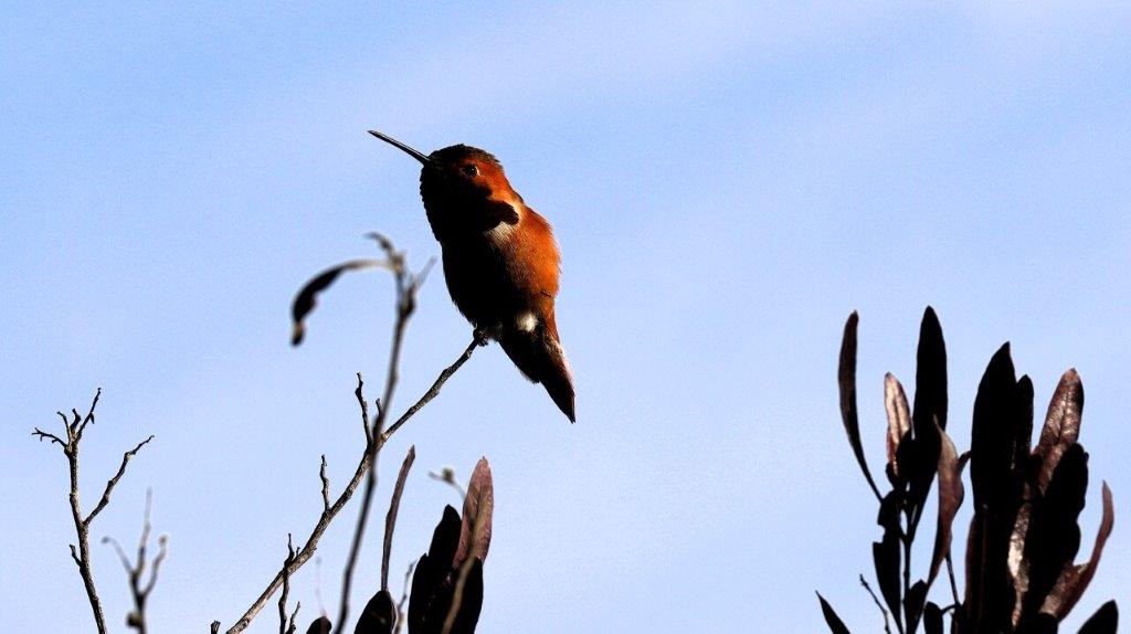 A bird sitting on a branch

AI-generated content may be incorrect.