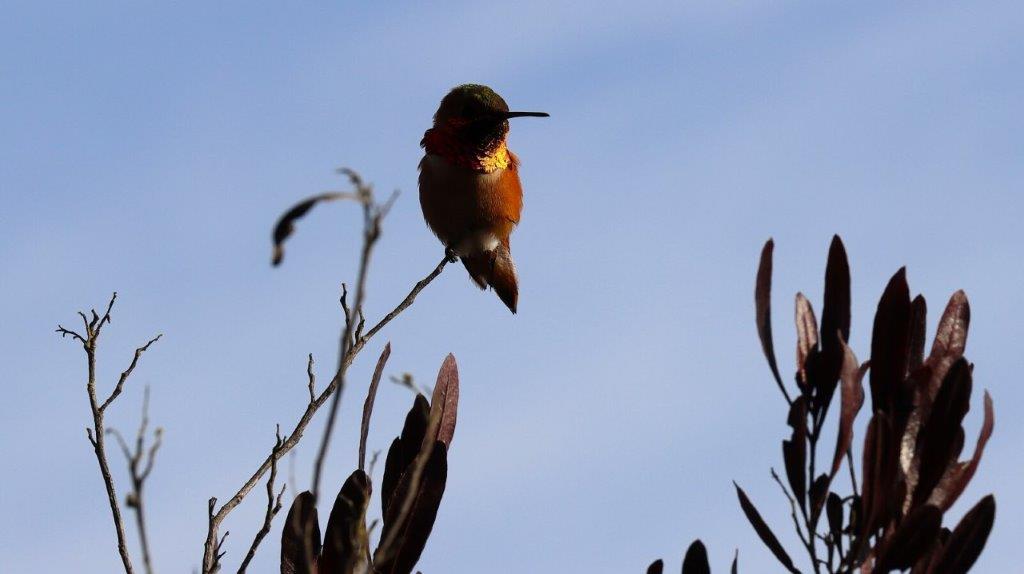 A bird sitting on a branch

AI-generated content may be incorrect.