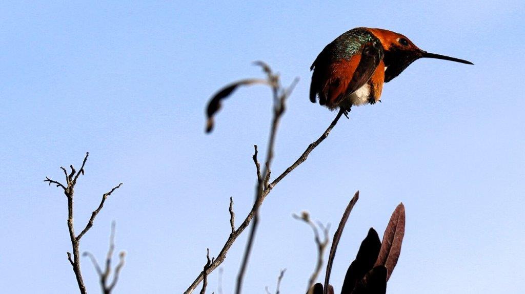 A bird perched on a branch

AI-generated content may be incorrect.