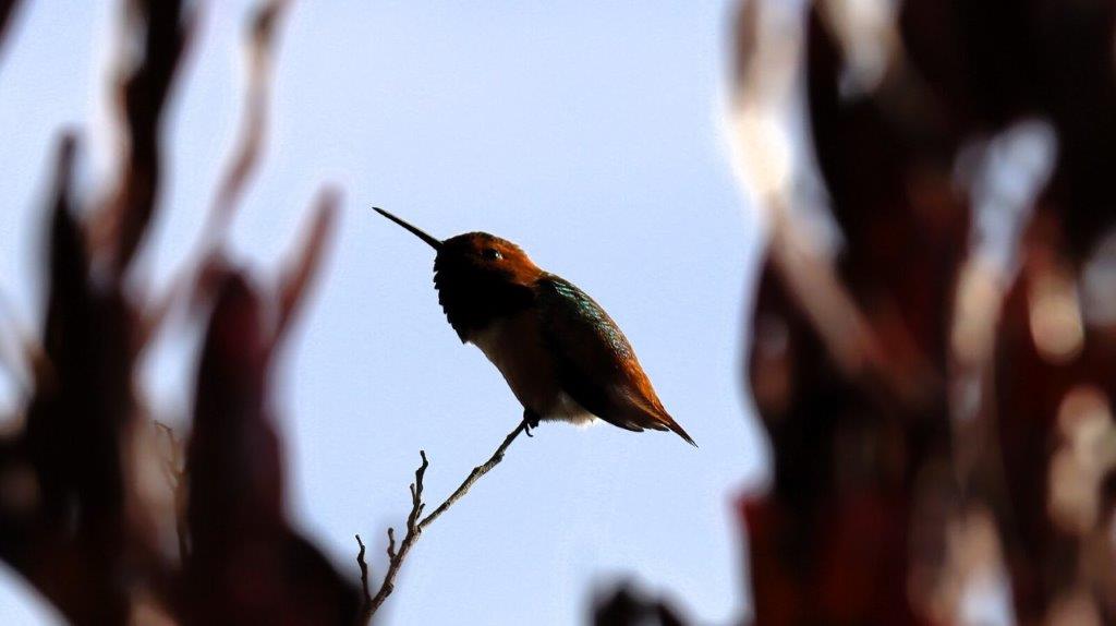 A bird sitting on a branch

AI-generated content may be incorrect.