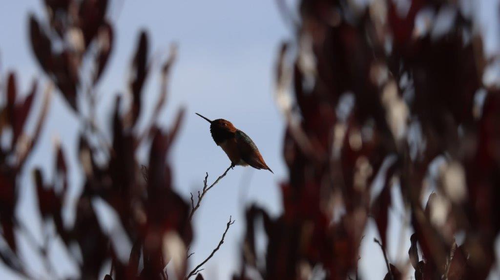 A bird sitting on a branch

AI-generated content may be incorrect.