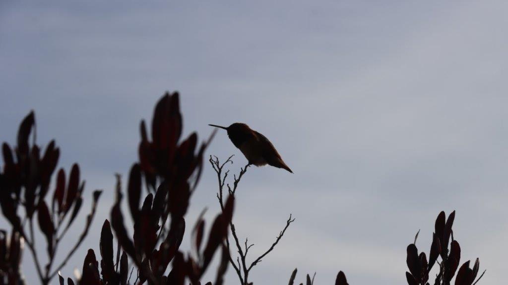 A bird perched on a branch

AI-generated content may be incorrect.