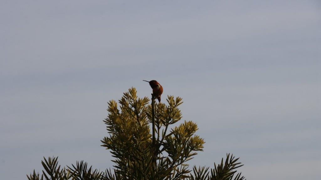 A bird perched on a branch

AI-generated content may be incorrect.