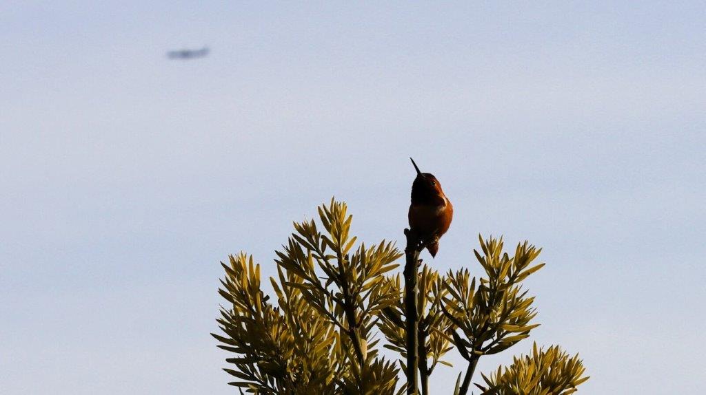 A bird perched on a branch

AI-generated content may be incorrect.