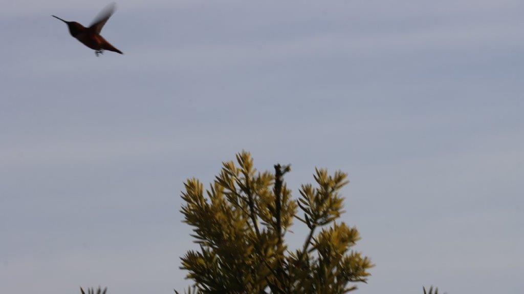 A bird flying over a tree

AI-generated content may be incorrect.