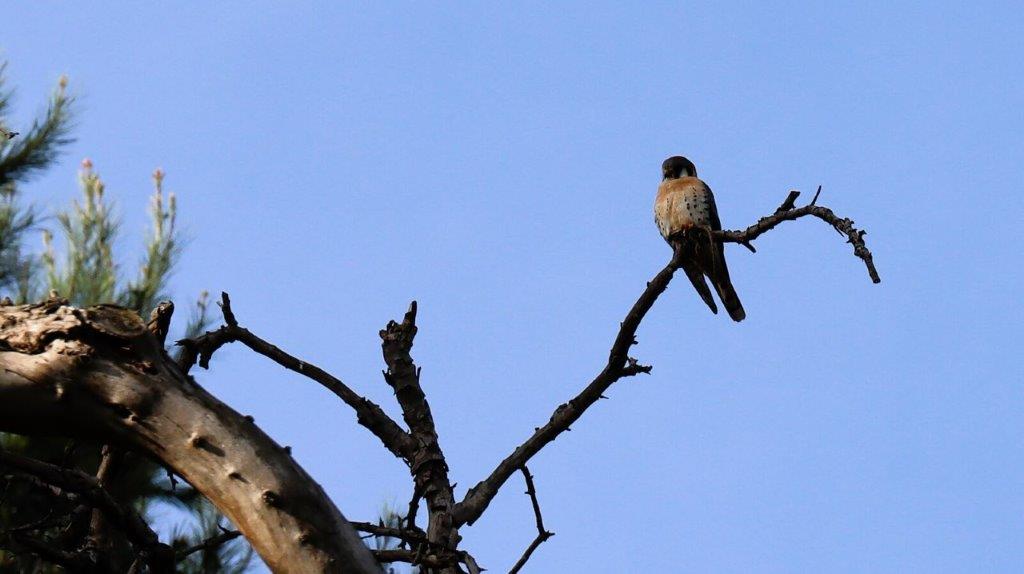 A bird perched on a branch

AI-generated content may be incorrect.