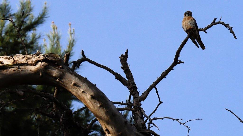 A bird perched on a branch

AI-generated content may be incorrect.