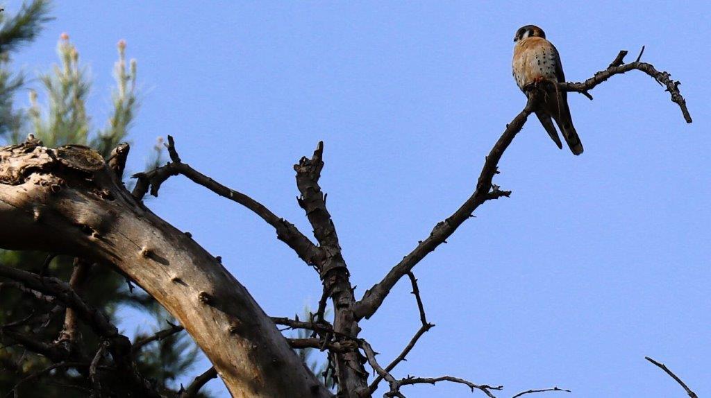 A bird perched on a branch

AI-generated content may be incorrect.