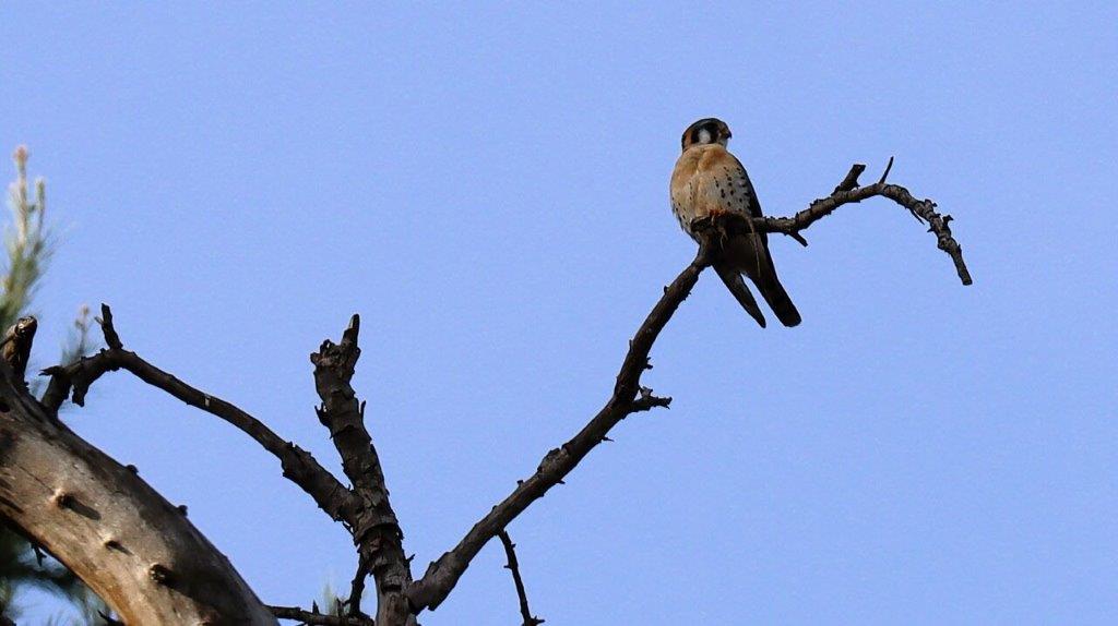 A bird perched on a branch

AI-generated content may be incorrect.