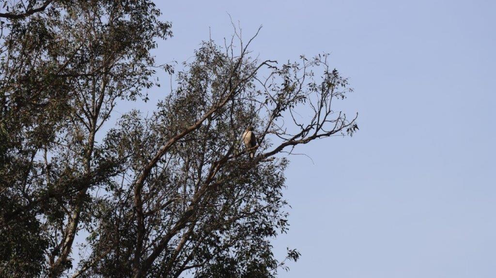 A bird sitting in a tree

AI-generated content may be incorrect.