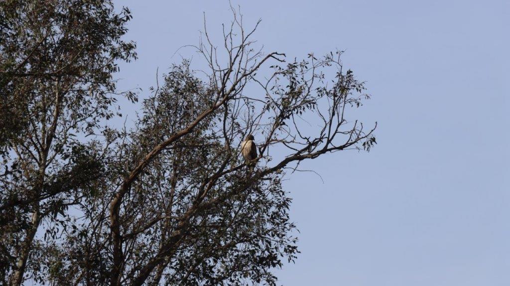 A bird sitting in a tree

AI-generated content may be incorrect.