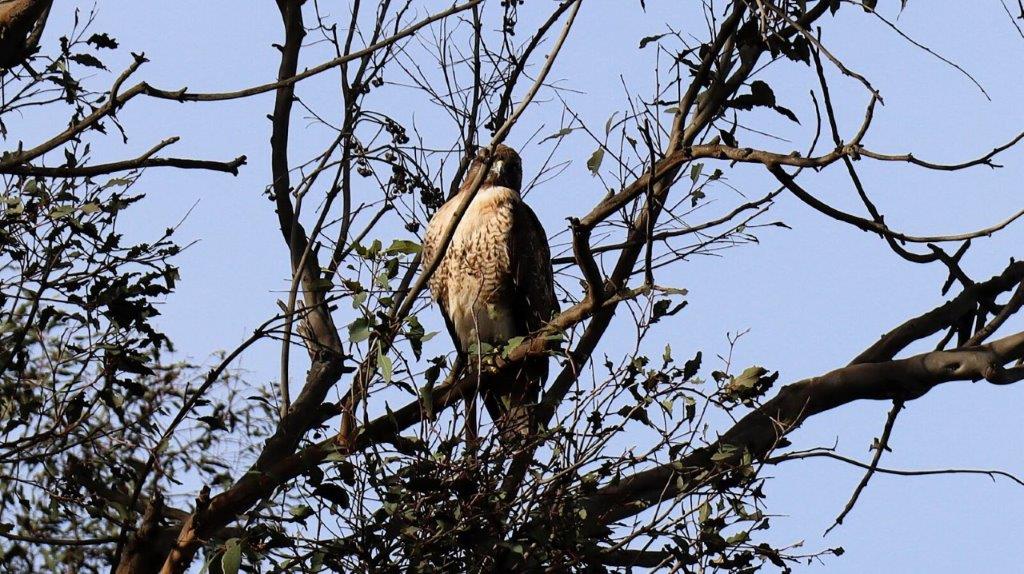 A bird sitting in a tree

AI-generated content may be incorrect.