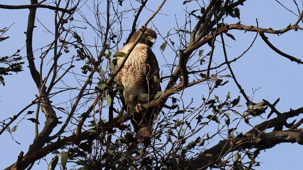 A bird sitting in a tree

AI-generated content may be incorrect.