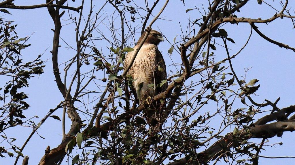 A bird in a tree

AI-generated content may be incorrect.