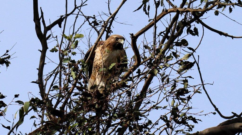 A bird in a tree

AI-generated content may be incorrect.