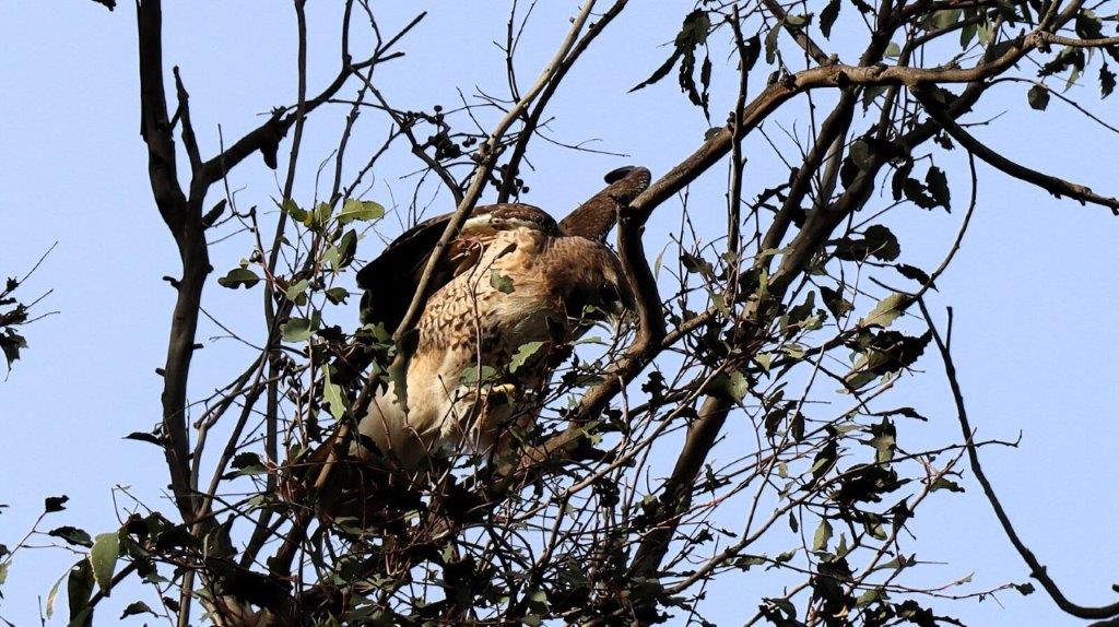 A bird in a tree

AI-generated content may be incorrect.