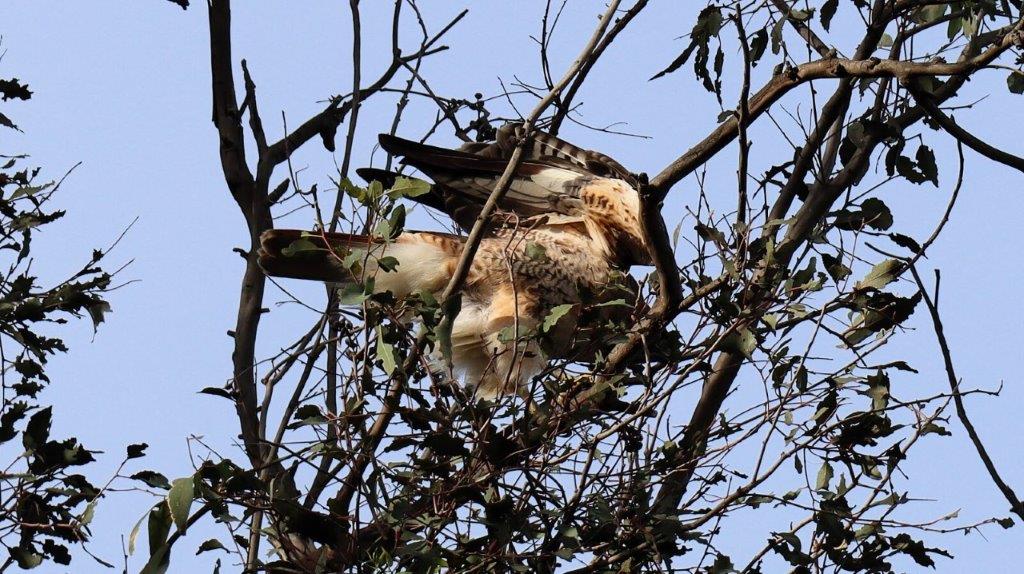 A couple of birds in a tree

AI-generated content may be incorrect.