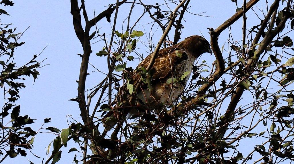 A bird in a tree

AI-generated content may be incorrect.