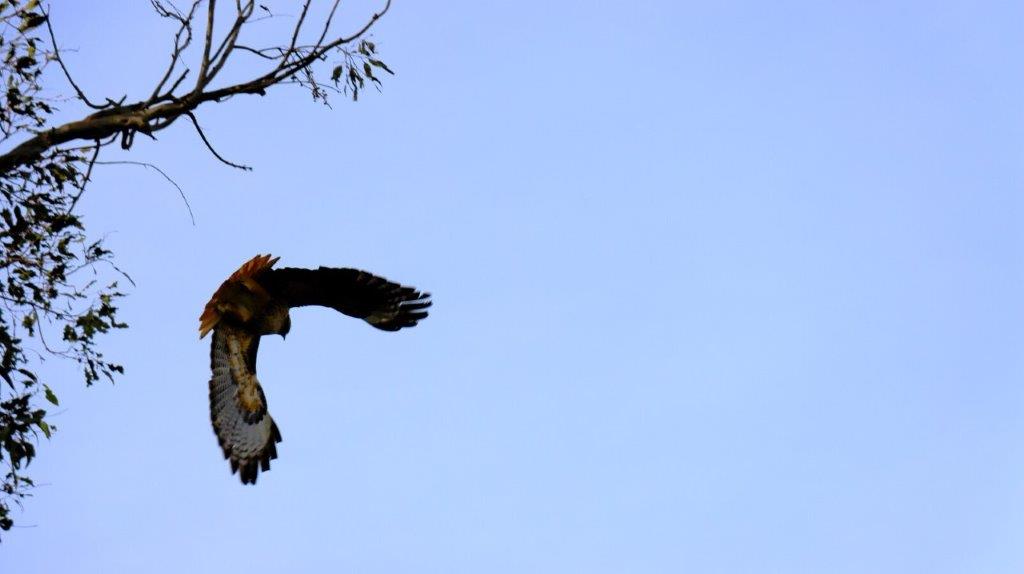 A bird flying in the sky

AI-generated content may be incorrect.