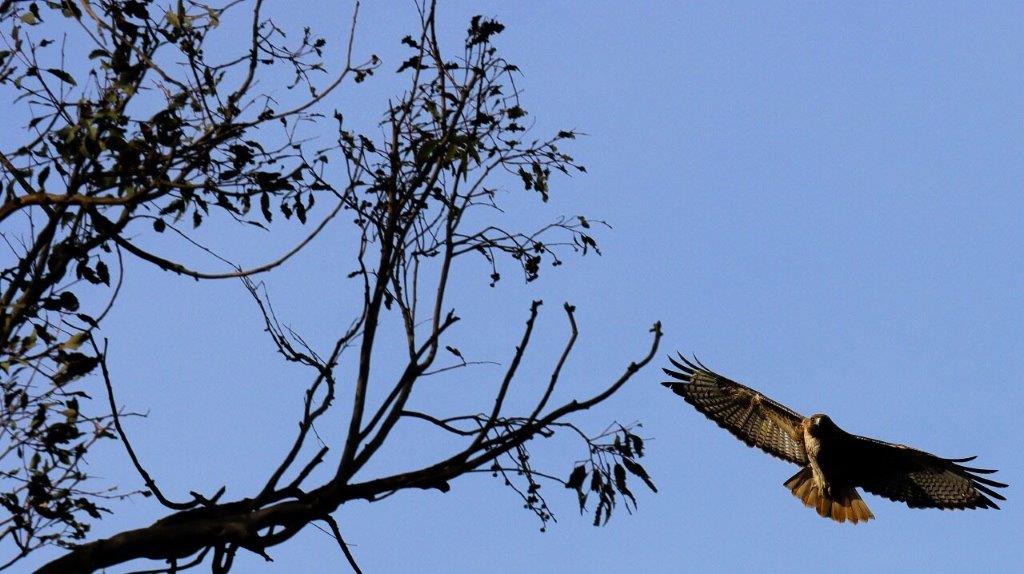 A hawk flying in the sky

AI-generated content may be incorrect.