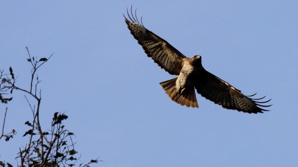 A bird flying in the sky

AI-generated content may be incorrect.