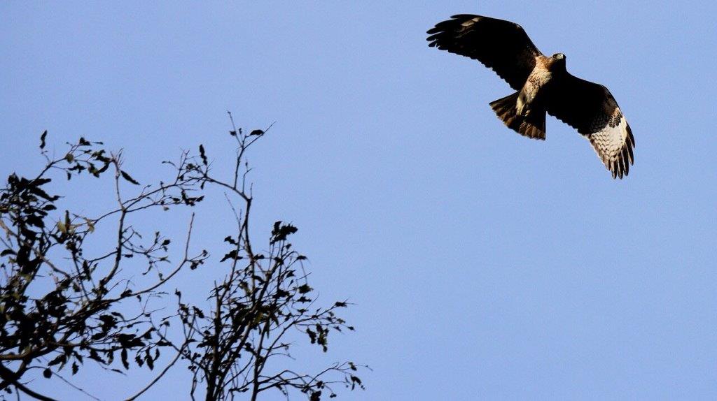 A bird flying in the sky

AI-generated content may be incorrect.