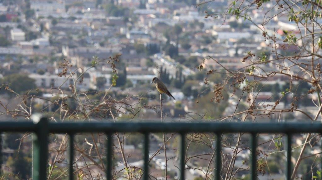 A bird perched on a branch

AI-generated content may be incorrect.