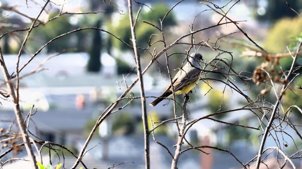 A bird sitting on a tree branch

AI-generated content may be incorrect.