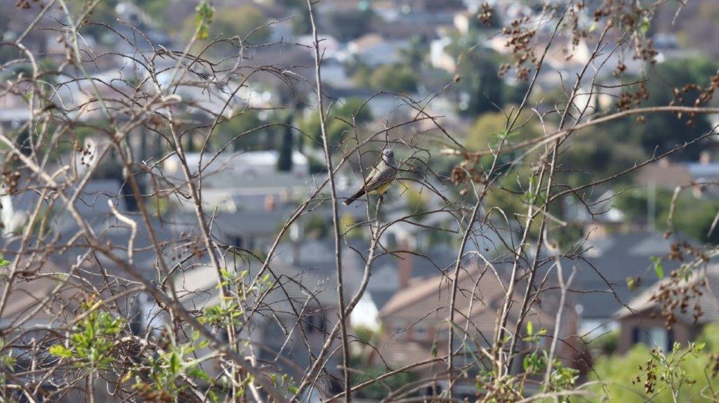 A bird sitting on a branch

AI-generated content may be incorrect.