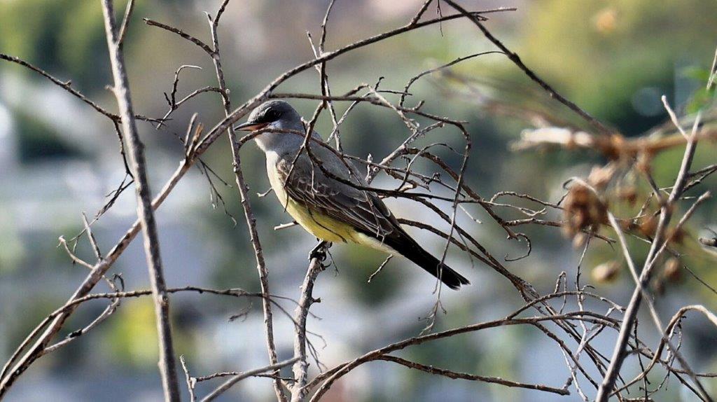 A bird sitting on a branch

AI-generated content may be incorrect.