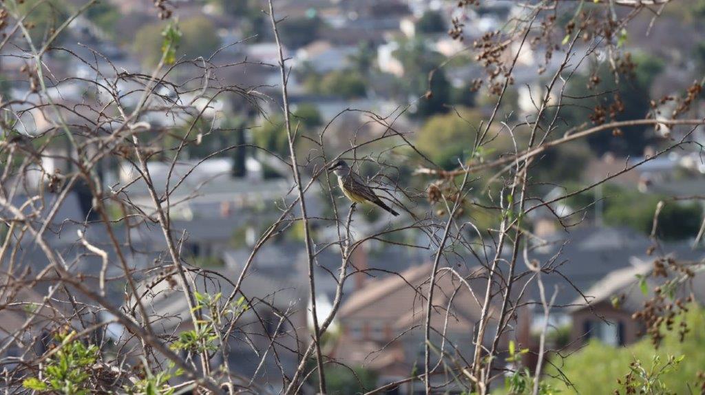 A bird sitting on a branch

AI-generated content may be incorrect.