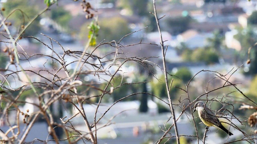 A close-up of a tree branch

AI-generated content may be incorrect.