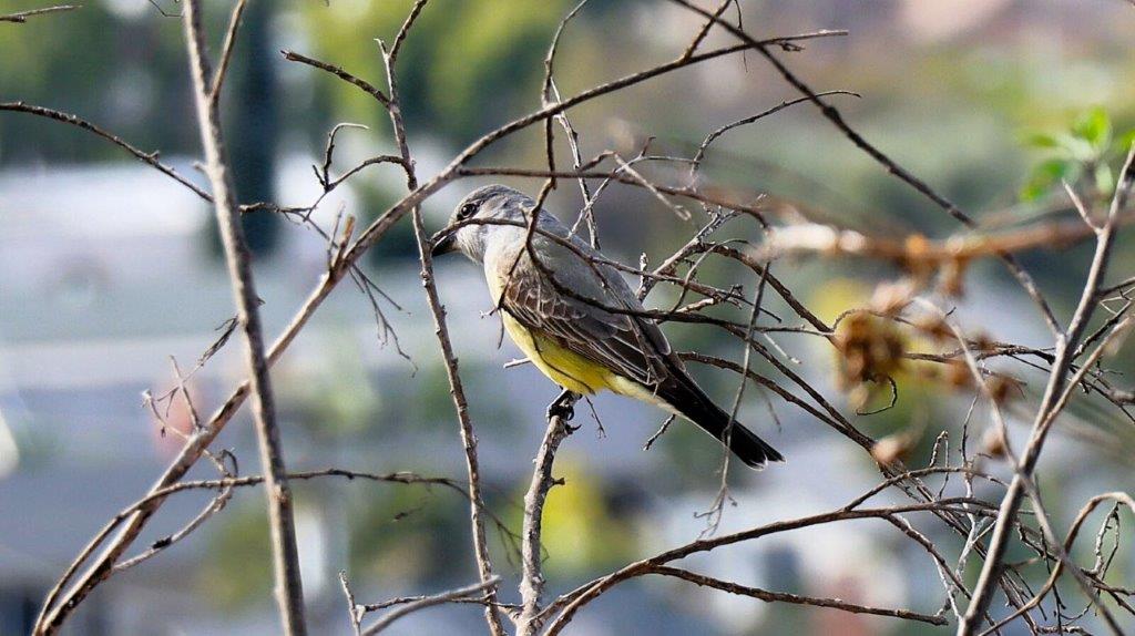 A bird sitting on a branch

AI-generated content may be incorrect.