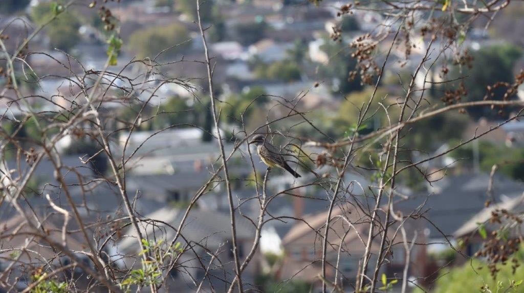 A bird sitting on a tree branch

AI-generated content may be incorrect.