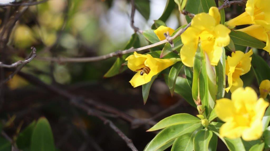 A bee on a yellow flower

AI-generated content may be incorrect.