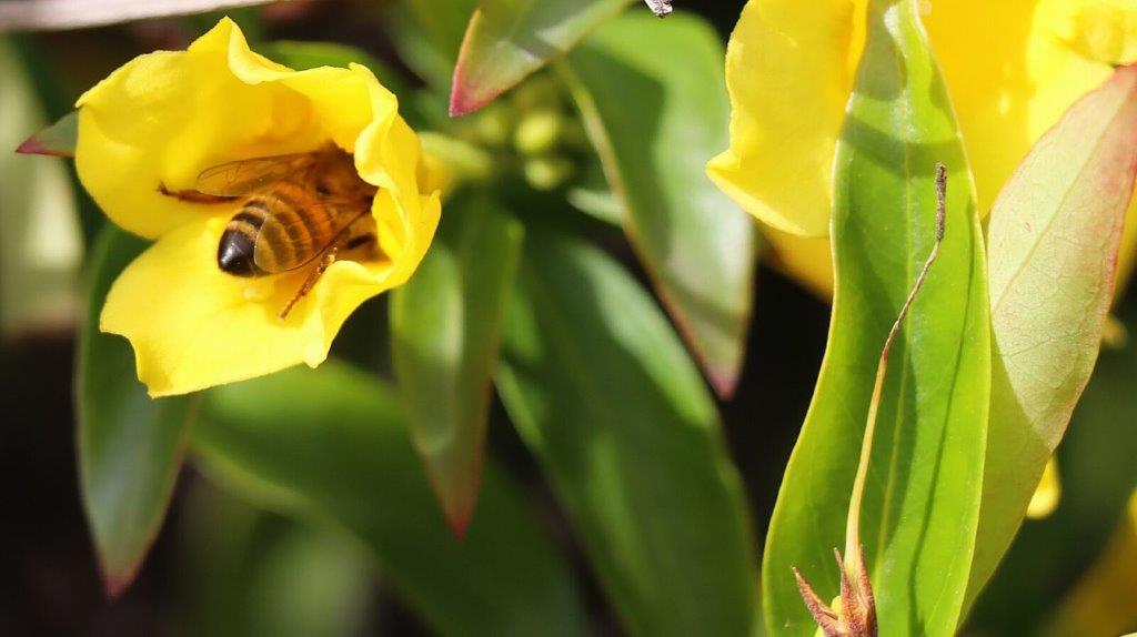 A bee on a yellow flower

AI-generated content may be incorrect.