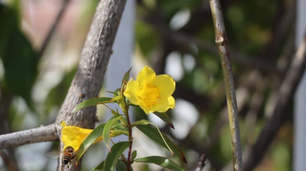 A yellow flower on a branch

AI-generated content may be incorrect.