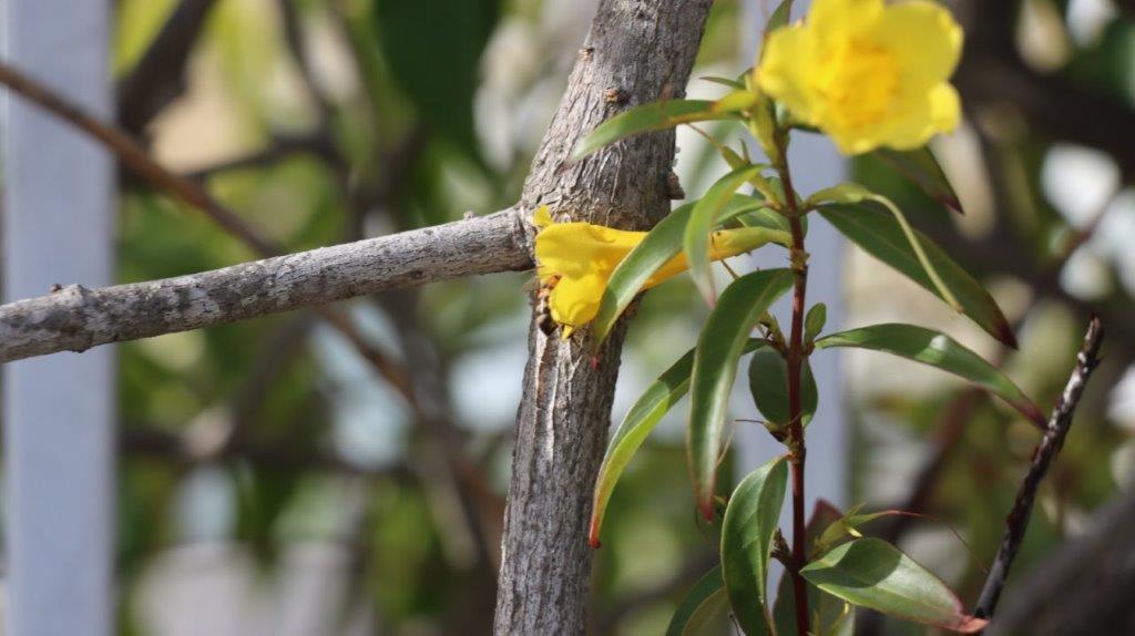 A close-up of a branch with a yellow flower

AI-generated content may be incorrect.