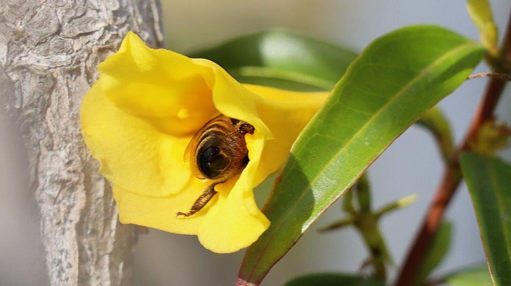 A bee in a yellow flower

AI-generated content may be incorrect.