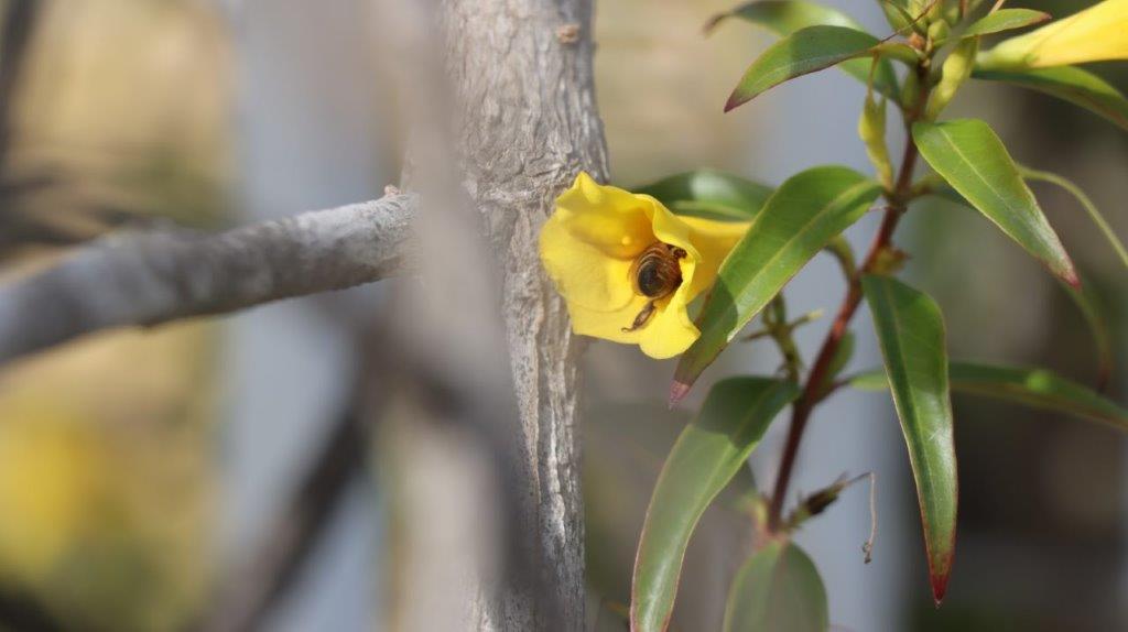 A bee on a yellow flower

AI-generated content may be incorrect.