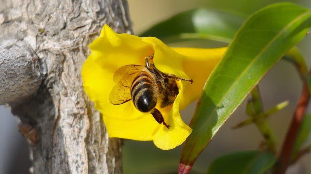 A bee on a yellow flower

AI-generated content may be incorrect.