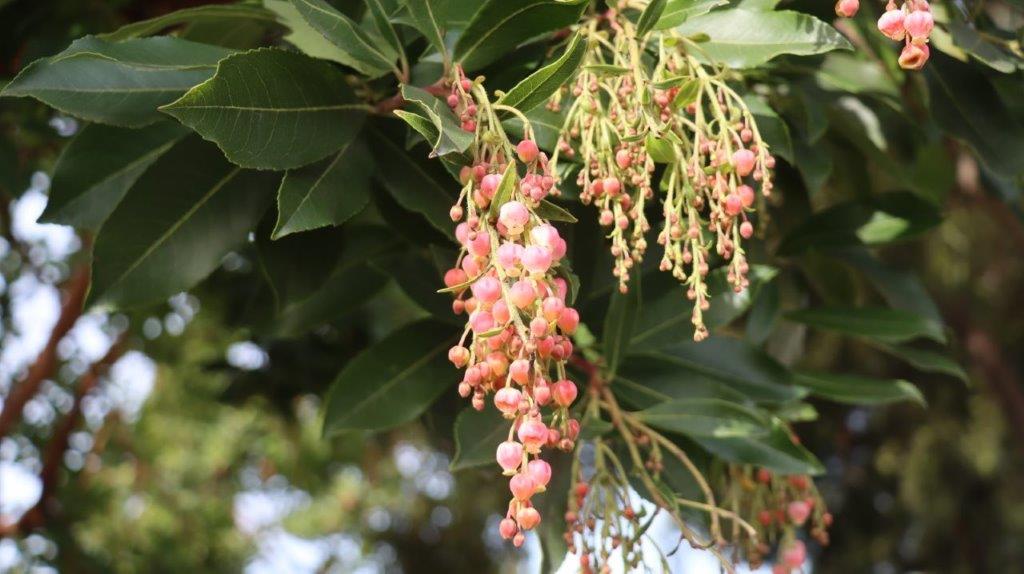 A close-up of a plant

AI-generated content may be incorrect.