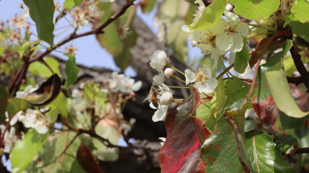 A bee on a white flower

AI-generated content may be incorrect.