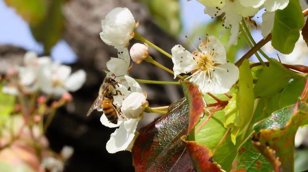 A bee on a flower

AI-generated content may be incorrect.