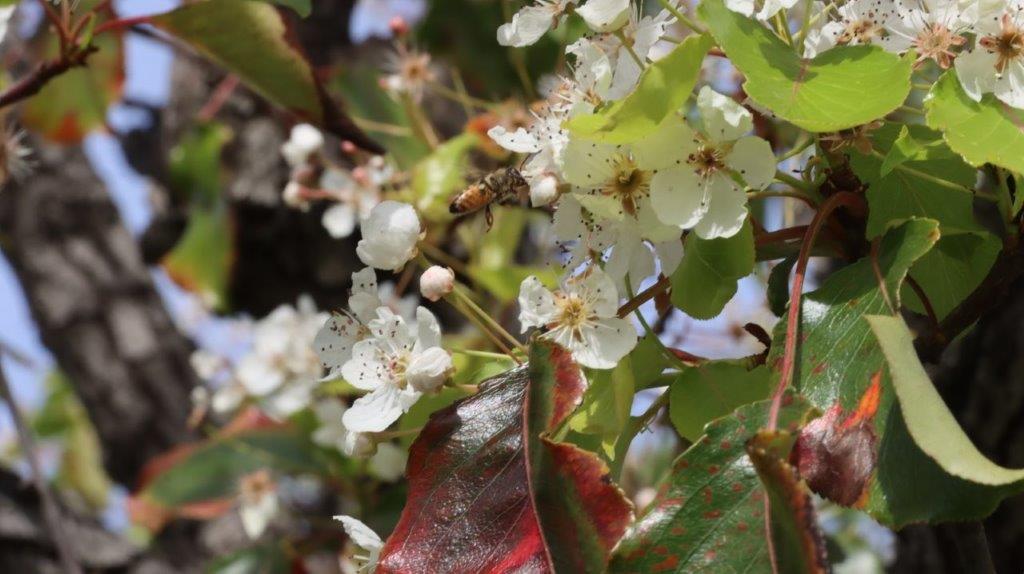 A close-up of a tree with white flowers

AI-generated content may be incorrect.