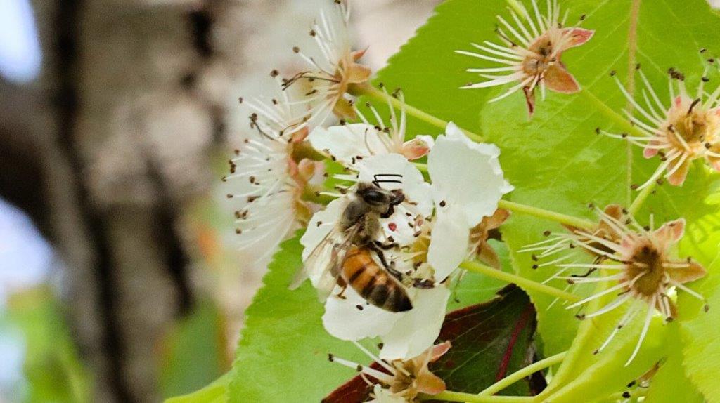 A bee on a flower

AI-generated content may be incorrect.